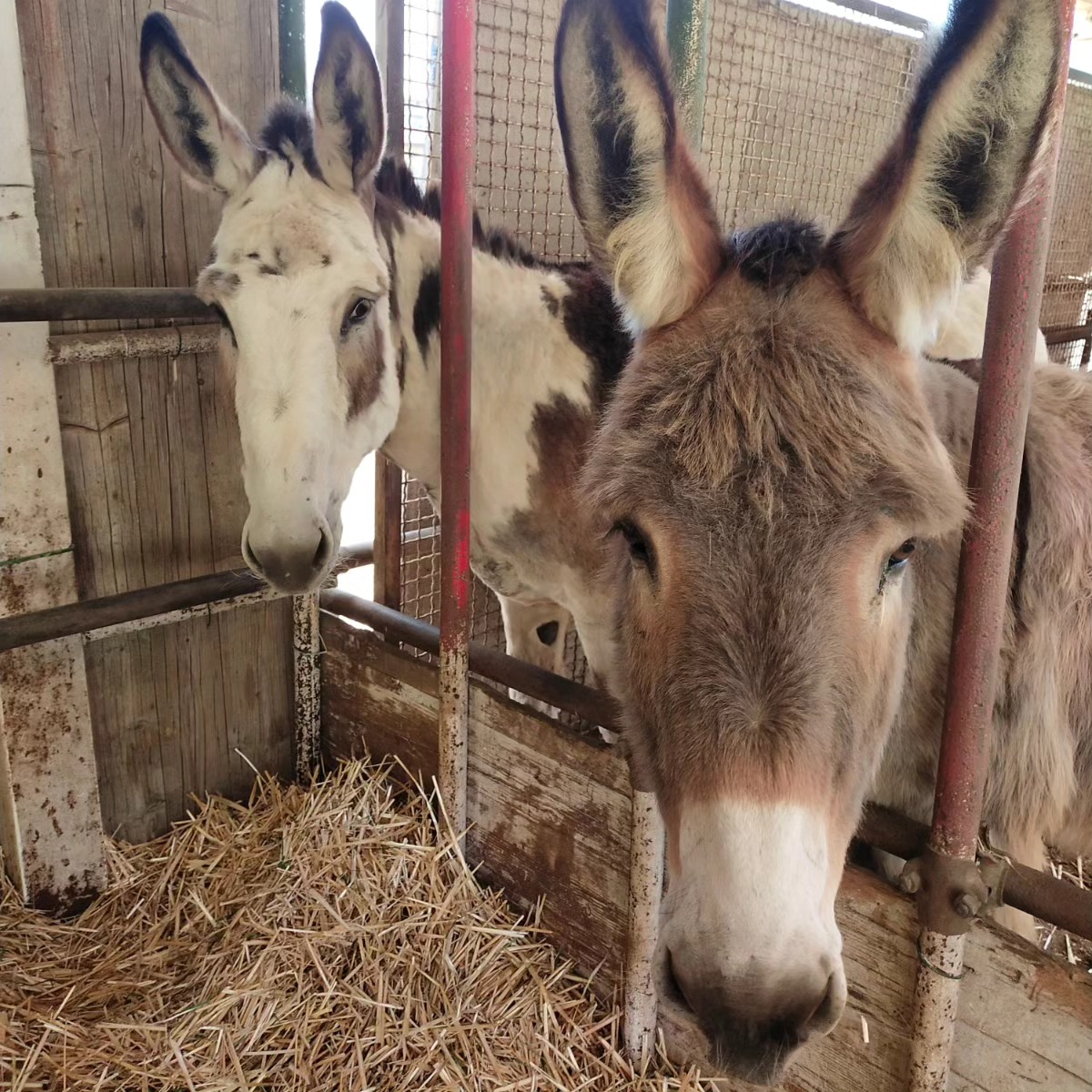 Animali della fattoria